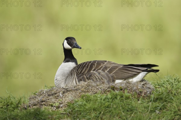 Canada goose (Branta canadensis) sitting brooding on the nest, North Rhine-Westphalia, Germany