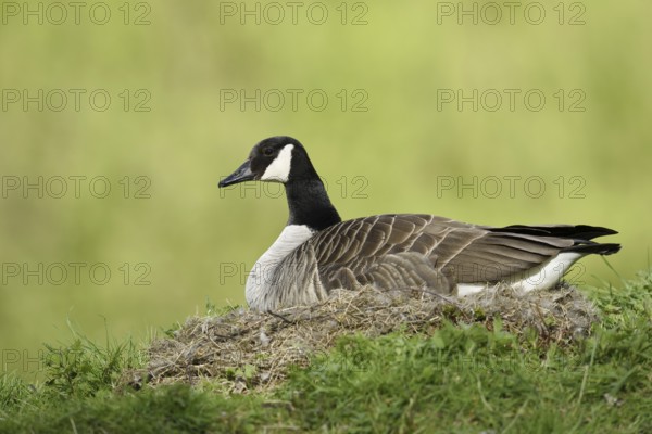 Canada goose (Branta canadensis) sitting brooding on the nest, North Rhine-Westphalia, Germany