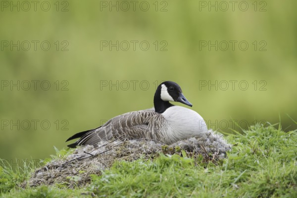 Canada goose (Branta canadensis) sitting brooding on the nest, North Rhine-Westphalia, Germany
