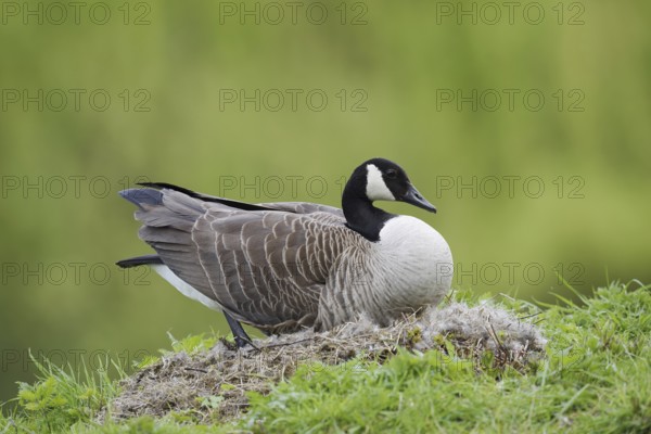 Canada goose (Branta canadensis) sitting brooding on the nest, North Rhine-Westphalia, Germany