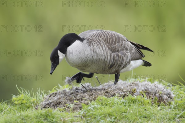 Canada goose (Branta canadensis) at the nest, North Rhine-Westphalia, Germany