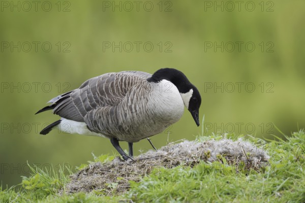 Canada goose (Branta canadensis) at the nest, North Rhine-Westphalia, Germany