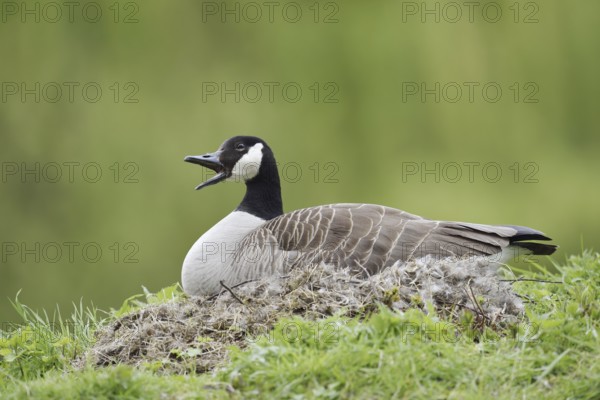 Canada goose (Branta canadensis) sitting on the nest and calling, North Rhine-Westphalia, Germany