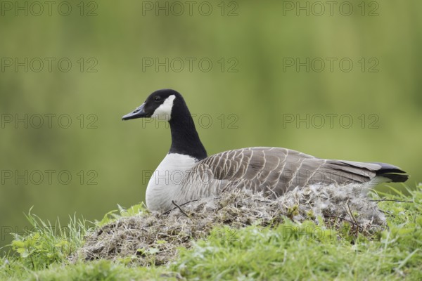 Canada goose (Branta canadensis) sitting brooding on the nest, North Rhine-Westphalia, Germany