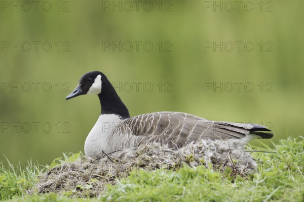 Canada goose (Branta canadensis) sitting brooding on the nest, North Rhine-Westphalia, Germany
