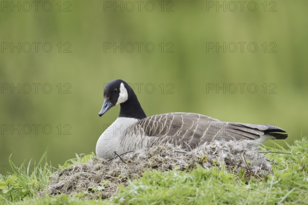 Canada goose (Branta canadensis) sitting brooding on the nest, North Rhine-Westphalia, Germany