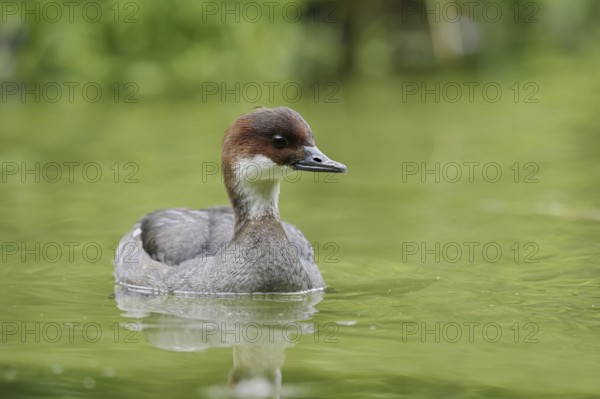 Red-breasted Merganser (Mergellus albellus), female, Netherlands