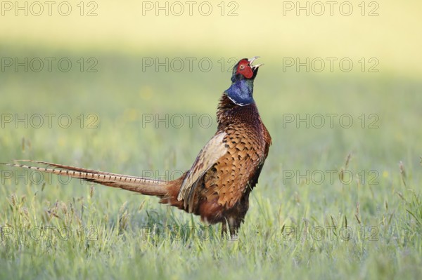 Hunting pheasant (Phasianus colchicus), cock stands calling in a meadow, North Rhine-Westphalia, Germany