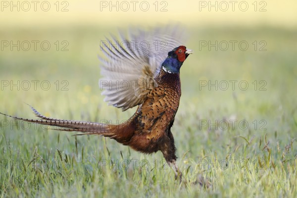 Hunting pheasant (Phasianus colchicus), cock mating in a meadow, North Rhine-Westphalia, Germany