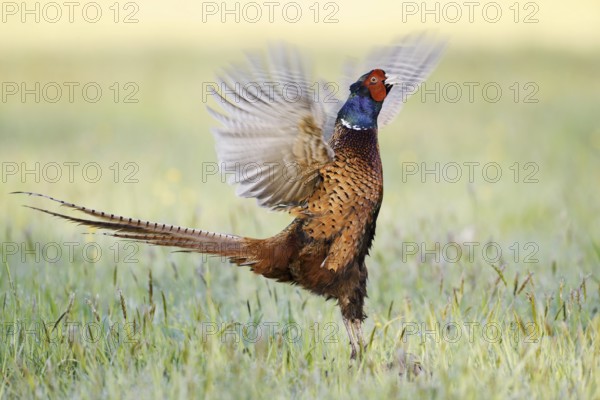 Hunting pheasant (Phasianus colchicus), cock mating in a meadow, North Rhine-Westphalia, Germany
