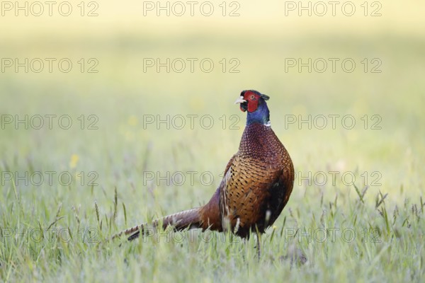 Hunting pheasant (Phasianus colchicus), cock standing in a meadow, North Rhine-Westphalia, Germany