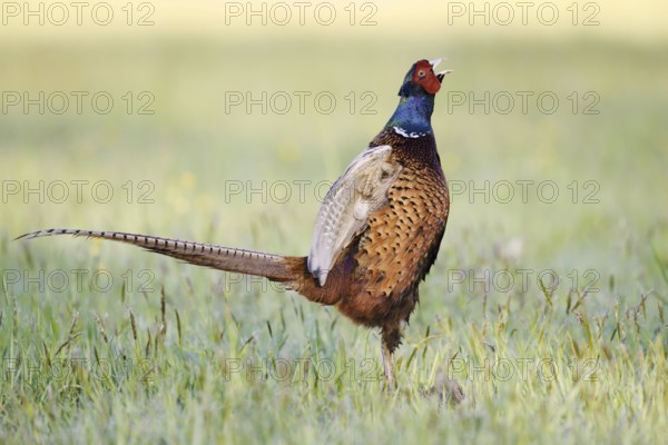 Hunting pheasant (Phasianus colchicus), cock stands calling in a meadow, North Rhine-Westphalia, Germany