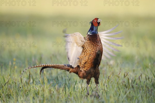 Hunting pheasant (Phasianus colchicus), cock mating in a meadow, North Rhine-Westphalia, Germany