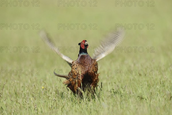 Hunting pheasant (Phasianus colchicus), cock mating in a meadow, North Rhine-Westphalia, Germany
