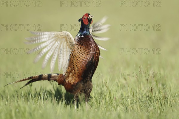 Hunting pheasant (Phasianus colchicus), cock mating in a meadow, North Rhine-Westphalia, Germany