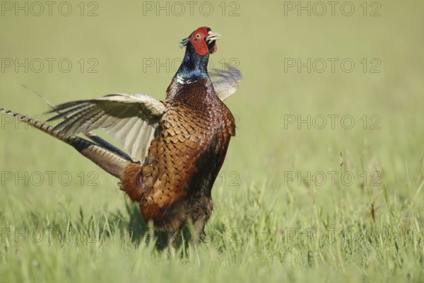 Hunting pheasant (Phasianus colchicus), cock mating in a meadow, North Rhine-Westphalia, Germany