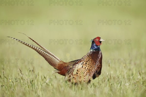 Hunting pheasant (Phasianus colchicus), cock standing in a meadow, North Rhine-Westphalia, Germany