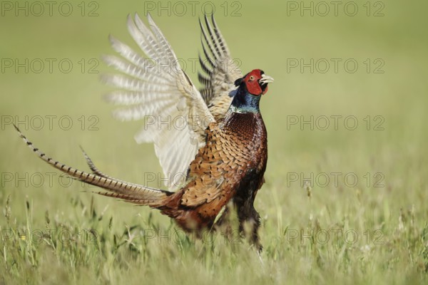 Hunting pheasant (Phasianus colchicus), cock mating in a meadow, North Rhine-Westphalia, Germany