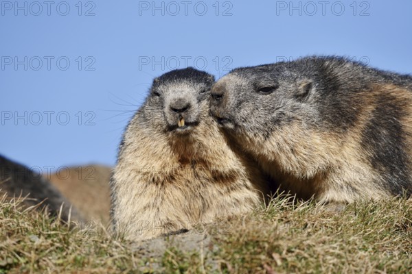 Alpine marmot (Marmota marmota) with young, Hohe Tauern National Park, Austria