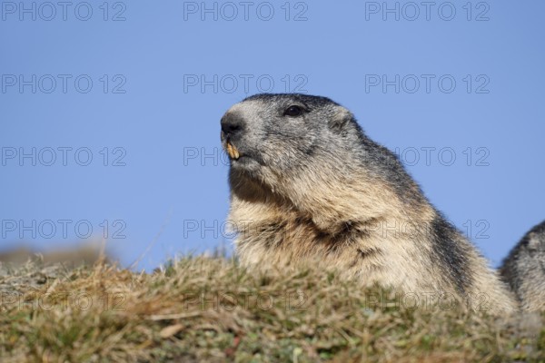 Alpine marmot (Marmota marmota), Hohe Tauern National Park, Austria