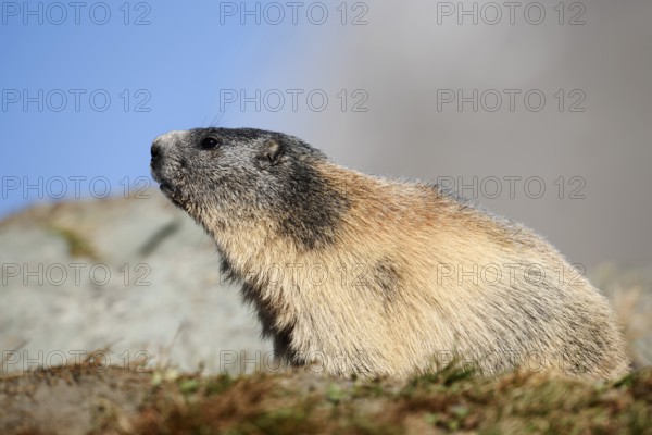 Alpine marmot (Marmota marmota), Hohe Tauern National Park, Austria