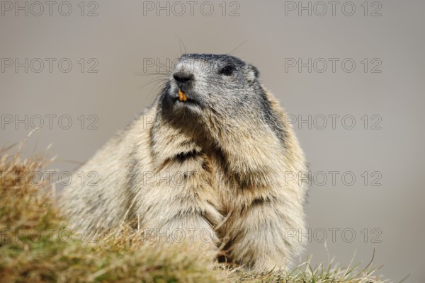 Alpine marmot (Marmota marmota), Hohe Tauern National Park, Austria