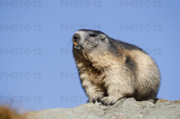 Alpine marmot (Marmota marmota), Hohe Tauern National Park, Austria