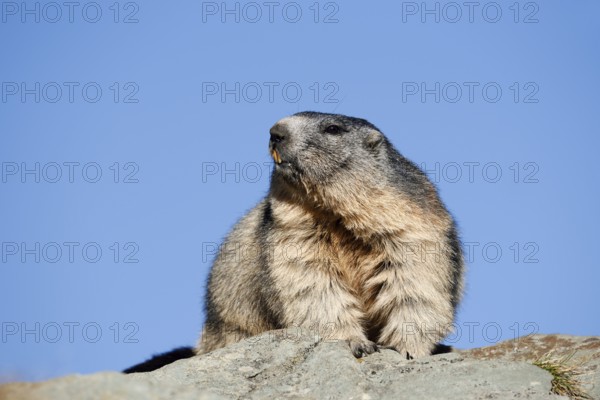 Alpine marmot (Marmota marmota), Hohe Tauern National Park, Austria