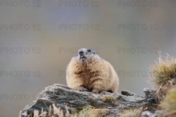 Alpine marmot (Marmota marmota), Hohe Tauern National Park, Austria