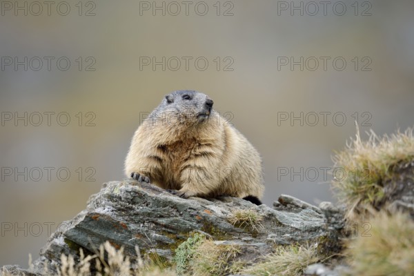 Alpine marmot (Marmota marmota), Hohe Tauern National Park, Austria