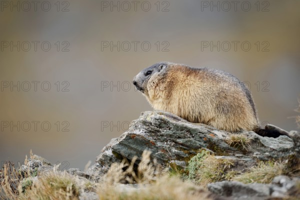 Alpine marmot (Marmota marmota), Hohe Tauern National Park, Austria