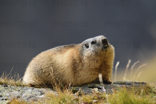 Alpine marmot (Marmota marmota), Hohe Tauern National Park, Austria