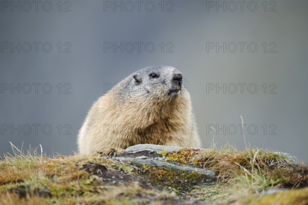 Alpine marmot (Marmota marmota), Hohe Tauern National Park, Austria