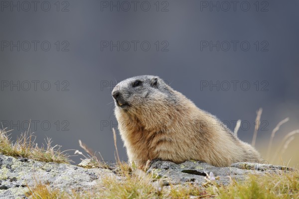Alpine marmot (Marmota marmota), Hohe Tauern National Park, Austria