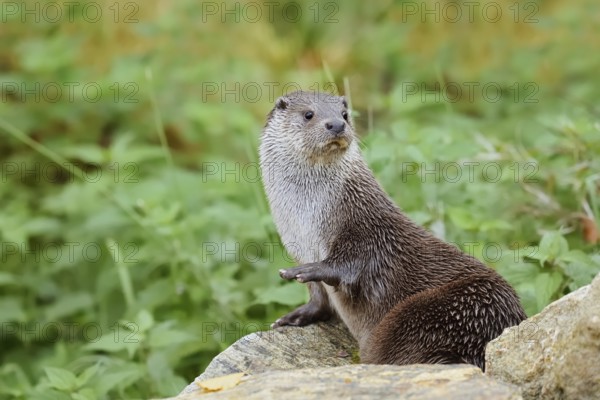 Eurasian otter or European otter (Lutra lutra), captive, Germany