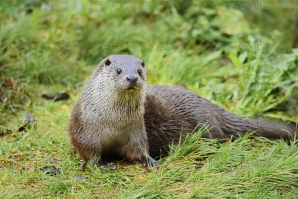 Eurasian otter or European otter (Lutra lutra), captive, Germany