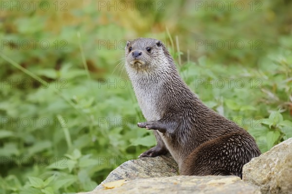 Eurasian otter or European otter (Lutra lutra), captive, Germany