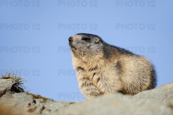 Alpine marmot (Marmota marmota), Hohe Tauern National Park, Austria
