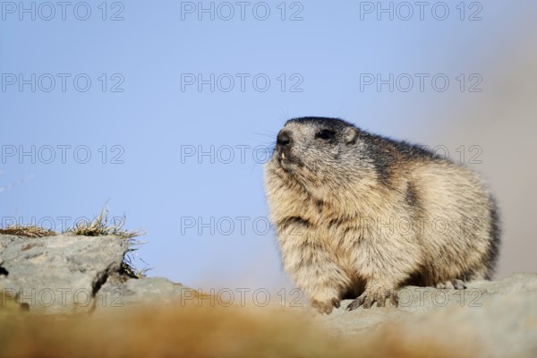 Alpine marmot (Marmota marmota), Hohe Tauern National Park, Austria