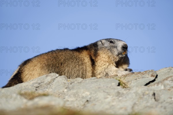 Alpine marmot (Marmota marmota), Hohe Tauern National Park, Austria