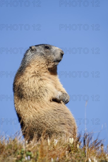 Alpine marmot (Marmota marmota), Hohe Tauern National Park, Austria