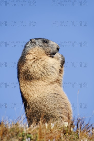 Alpine marmot (Marmota marmota) feeding, Hohe Tauern National Park, Austria