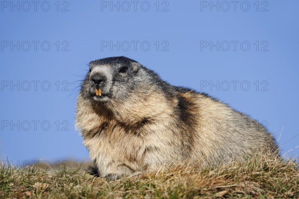 Alpine marmot (Marmota marmota), Hohe Tauern National Park, Austria