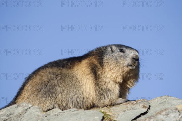 Alpine marmot (Marmota marmota), Hohe Tauern National Park, Austria
