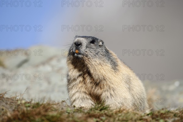 Alpine marmot (Marmota marmota), Hohe Tauern National Park, Austria