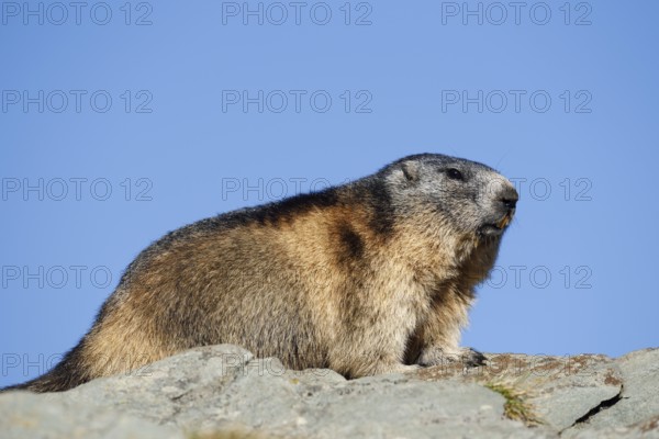 Alpine marmot (Marmota marmota), Hohe Tauern National Park, Austria