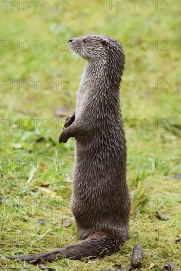 Eurasian otter or European otter (Lutra lutra) standing upright, captive, Germany