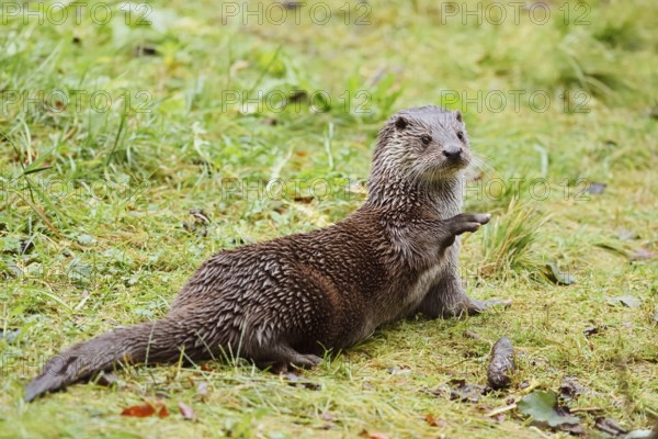 Eurasian otter or European otter (Lutra lutra) lying in a meadow, captive, Germany