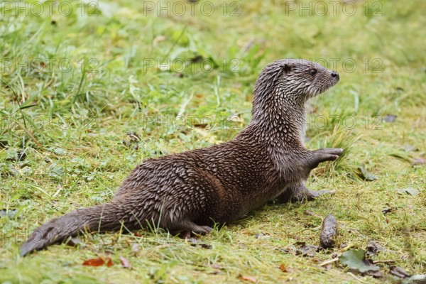 Eurasian otter or European otter (Lutra lutra) lying in a meadow, captive, Germany