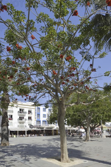 Largo Engenheiro Duarte Pacheco Square, Albufeira, Algarve, Portugal